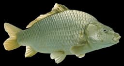 Swimming Fish